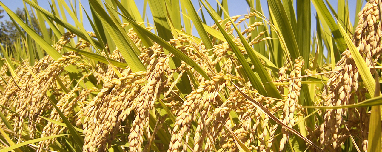 Banner of Gluon Rice ERP Software. Gluon ERP is the best ERP System in Pakistan, UAE, Saudi Arabia, Africa, Europe, USA